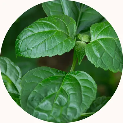Patchouli — Living Libations