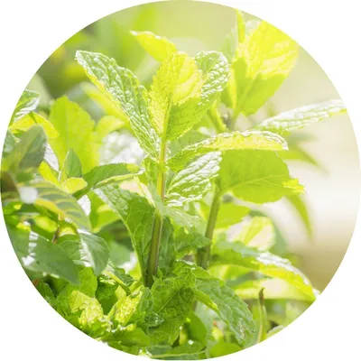Peppermint — Living Libations