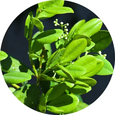 Ravensara — Living Libations