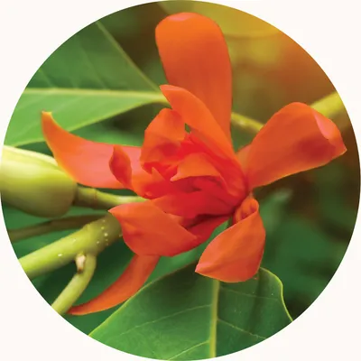 Red Champa — Living Libations