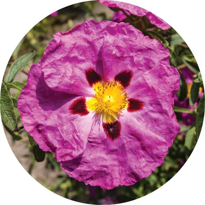 Rockrose — Living Libations