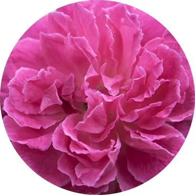 Rose Otto — Living Libations