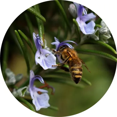 Rosemary — Living Libations
