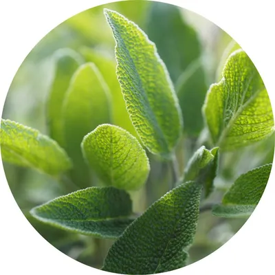 Sage — Living Libations