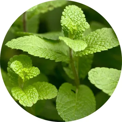 Spearmint — Living Libations