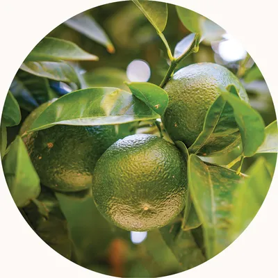 Tangerine — Living Libations