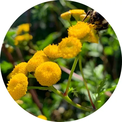 Blue Tansy — Living Libations