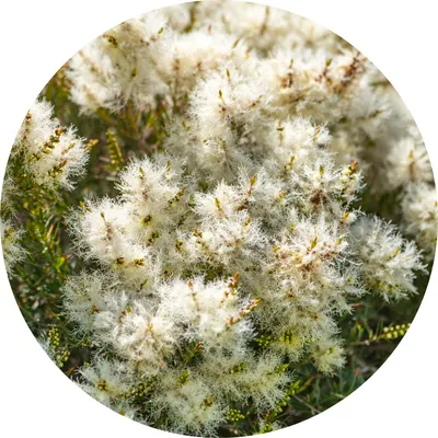 Tea Tree — Living Libations