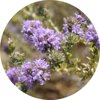 Thyme — Living Libations