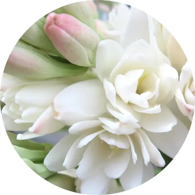 Tuberose — Living Libations