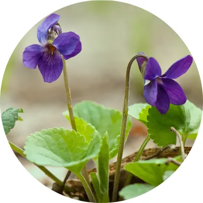 Violet Leaf — Living Libations