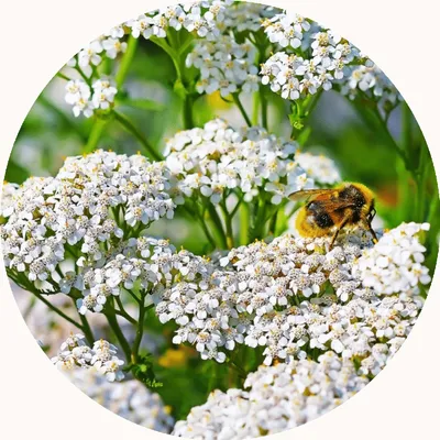 Yarrow — Living Libations