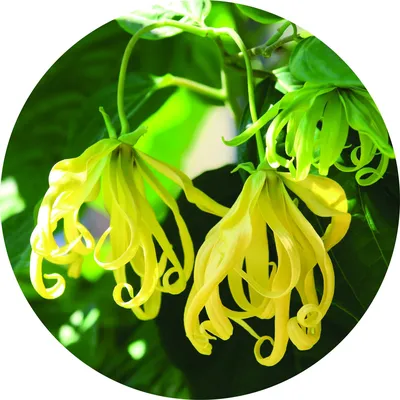 Ylang — Living Libations