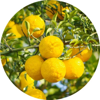 Yuzu — Living Libations